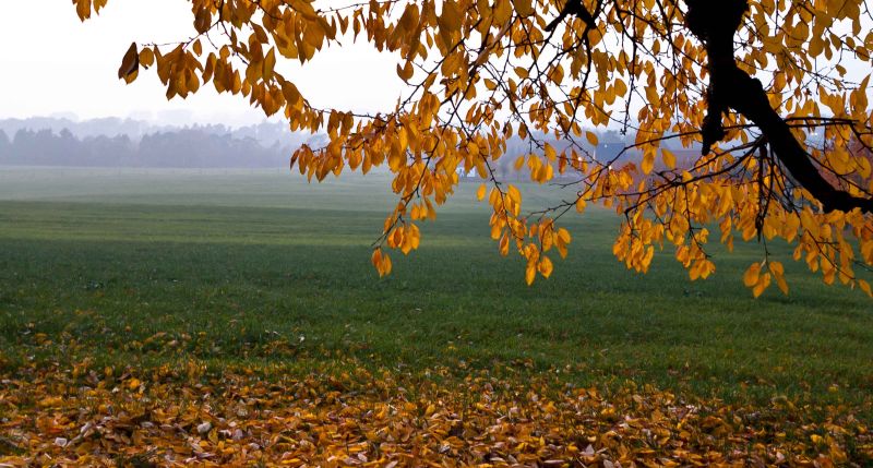 herbst_autumn.jpg